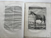 Natural History 1766 rare Dutch Book engraved plates Amsterdam Buffon Schneider