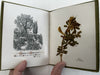 Holy Land pressed flowers book 1903 w/ 12 actual dried flowers Lowell Mass