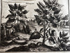 Arabia Bedouins desert tribe 1681 Dapper lot x 4 rare engraved ethnic prints