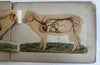 Movable Book Sheep c.1880-90’s color lithographed flaps anatomy Veterinary arts
