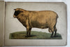 Movable Book Sheep c.1880-90’s color lithographed flaps anatomy Veterinary arts