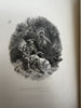 James Fenimore Cooper 1861 Pages & Pictures stunning leather gift book engvngs