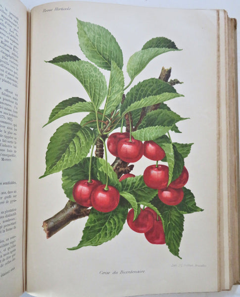 Horticultural Review 1903 Botanical Journal 24 color litho plates flowers fruits