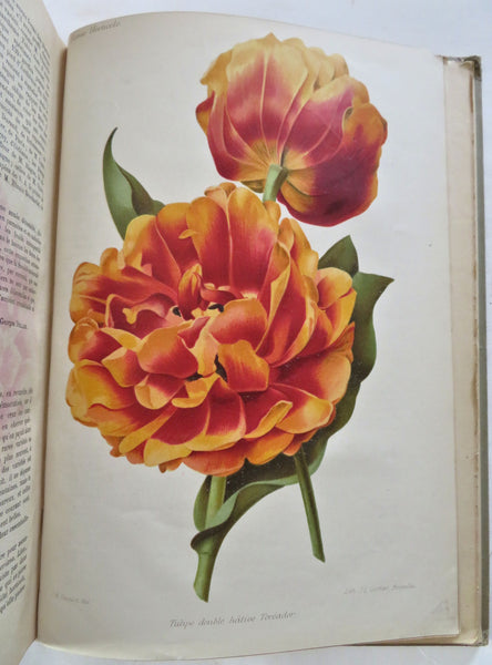 1905 Botanical Journal 24 color litho plates flowers fruits Horticultural Review
