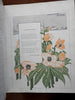 #44 Cocorico 1900 French Art Nouveau magz. Giambaldi embossed cover female head