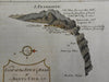 Tenerife Canary Islands 1753 map Atlantic Santa Cruz coastal plan scarce