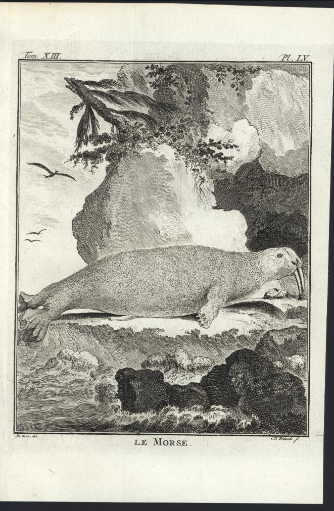 Walrus 1770 scarce original antique engraved print