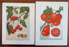 Fruit & Vegetable Prints c. 1911 lot x 11 Eggplant Tomato Coconut Pear Cherry