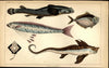 Fish stingray sea life biology science 1852 Fullarton old color prints
