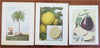 Fruit & Vegetable Prints c. 1911 lot x 11 Eggplant Tomato Coconut Pear Cherry