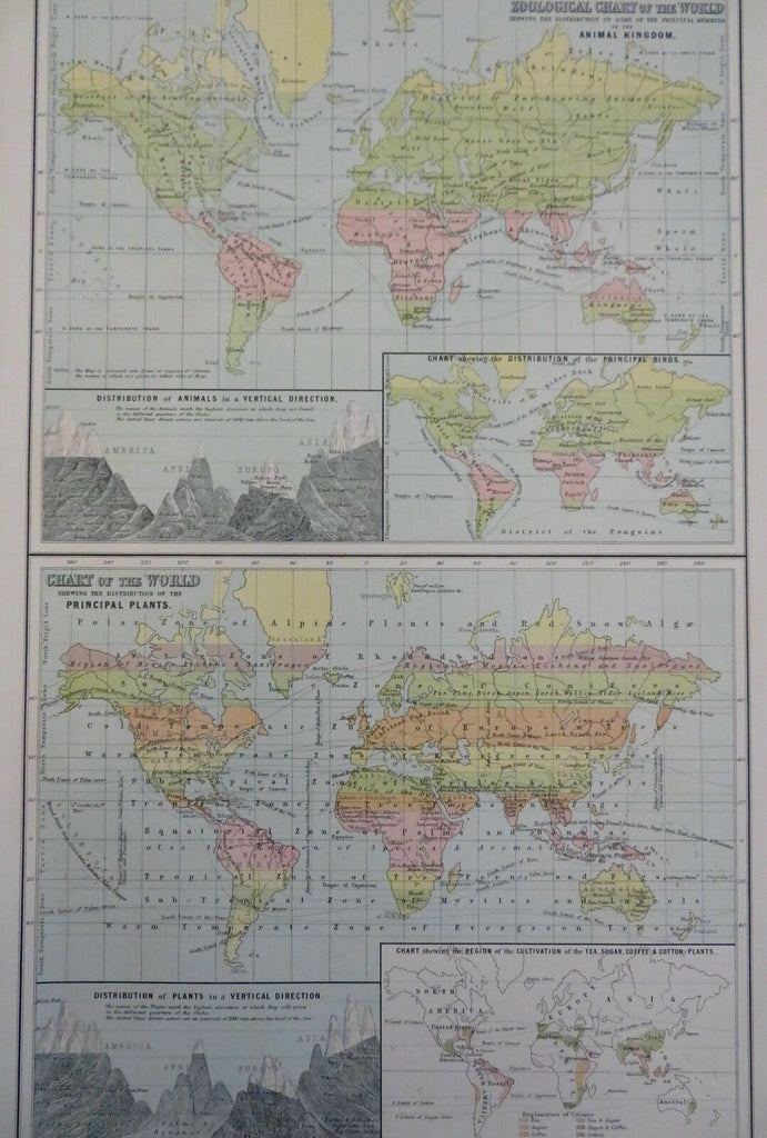 World Zoology Plant Distribution Botany Birds Tea 1890 scarce Scribner-Black map