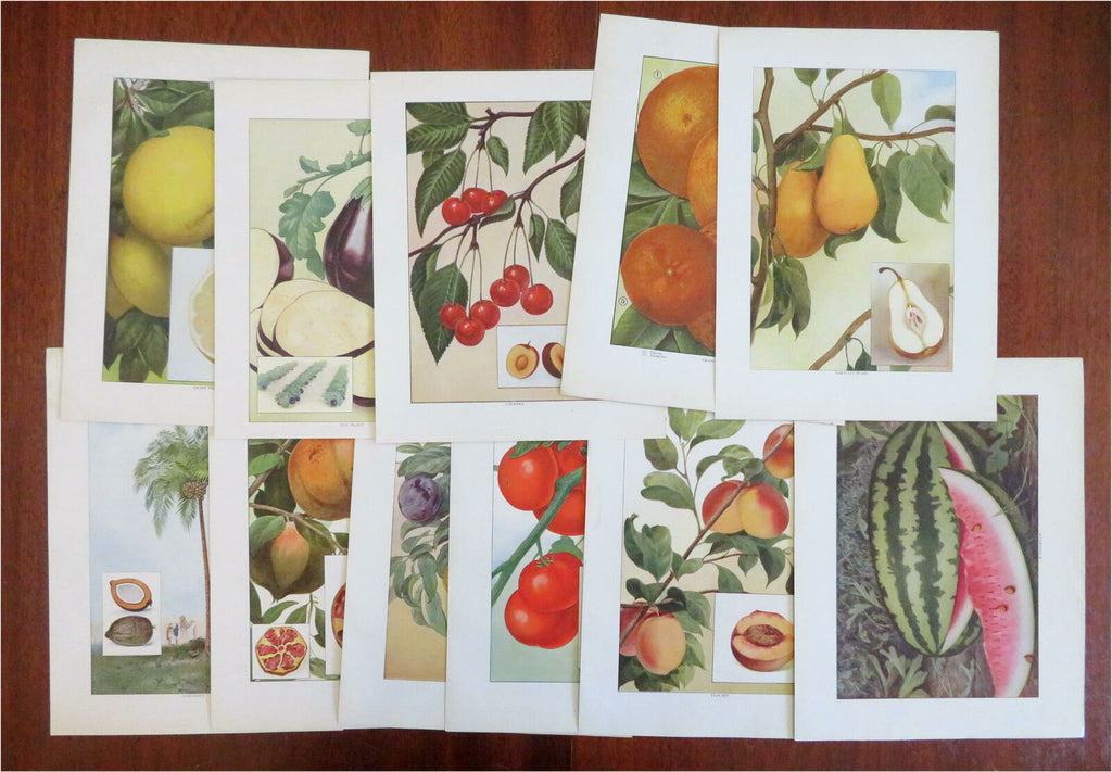 Fruit & Vegetable Prints c. 1911 lot x 11 Eggplant Tomato Coconut Pear Cherry