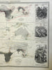 Animals of the World Monkeys Elephants Hippos Rhinos 1856 Blackwood map