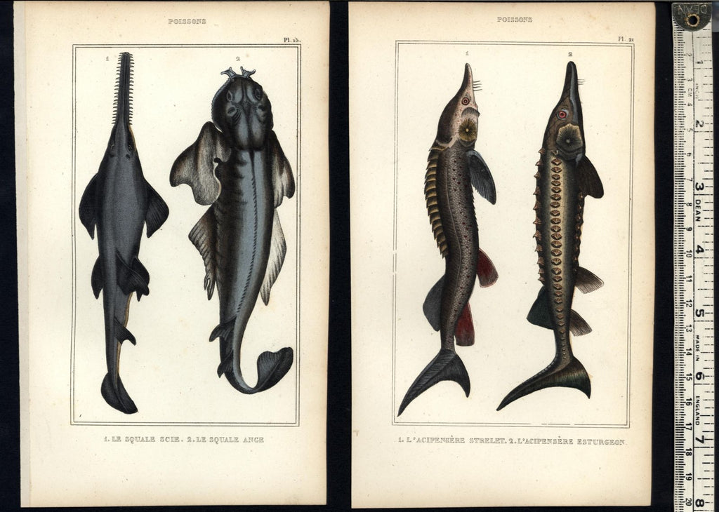 Sharks Fish Poissons c.1830's display collection 4 fine old hand colored prints