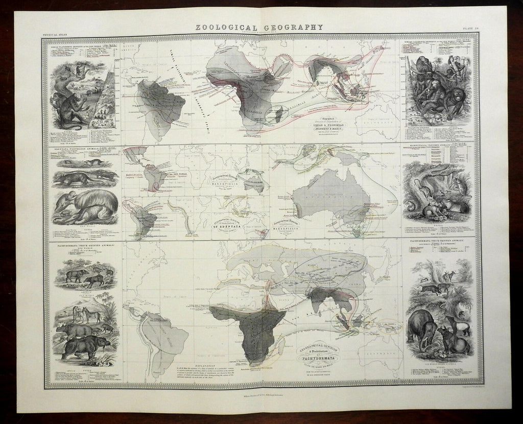 Animals of the World Monkeys Elephants Hippos Rhinos 1856 Blackwood map