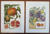 Fruit & Vegetable Prints c. 1911 lot x 11 Eggplant Tomato Coconut Pear Cherry