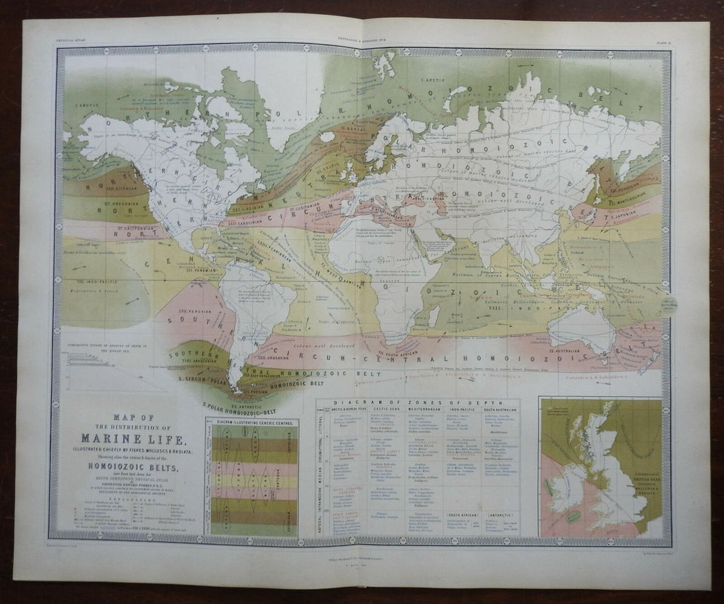 Distribution of Marine Life Fish Mollusks Zoology 1856 Blackwood folio map