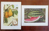 Fruit & Vegetable Prints c. 1911 lot x 11 Eggplant Tomato Coconut Pear Cherry