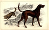 Dog English Setter Spaniel Skye Terrier Blood Hound Golden Retriever 1852 prints