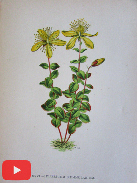 Botanical prints c.1880-1900 lot x 10 old prints European plants Alps