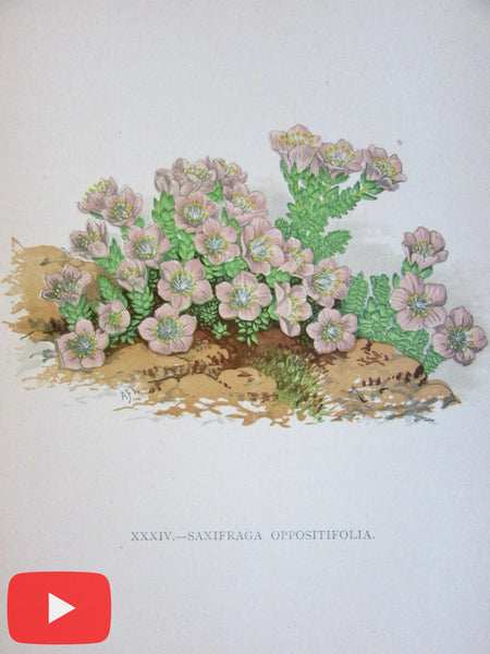 Botanical old prints c.1890's lot of 10 color lithographs flowers plants