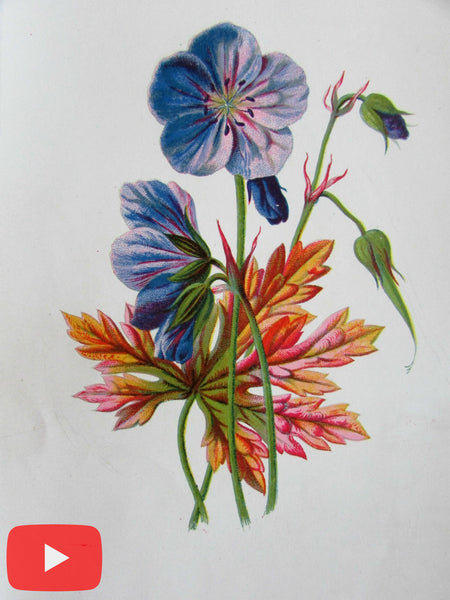 Botanical prints lot x 5 beautiful old color images c.1880-90's Apple Crane's-Bill