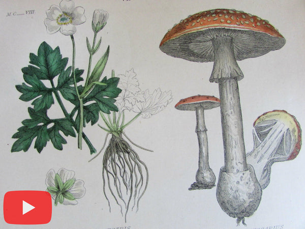 Botanical prints c.1874 lot x 10 medical vegetable dyes ipecac botany lovely