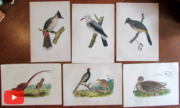 Bird prints c.1855 lot x 6 Ornithology Hitchcock hand colored lithographs