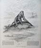 Women's Tennis print 1885 Henry Stanley cover Harper's Gilded Age issue Nast art