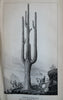 Emory Expedition Wagon Train Pimos & Maricopas Indians Cactus 1848 print lot x3