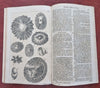 French America China British Colonial America 1755 Natural history prints snake
