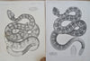 American Snakes Anatomy Ophidians 1859 Lot x 16 engraved zoological prints