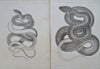 American Snakes Anatomy Ophidians 1859 Lot x 16 engraved zoological prints