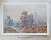 South Africa Landscape Views & Poetry Collection c 1910 pictorial book 12 plates