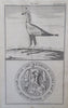 Maryland & Delaware Mason/ Dixon Map Ibix Bird Print 1769 London mag. full issue