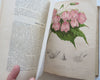 Horticultural Review 1911 Botanical Journal 24 color litho plates flowers fruits