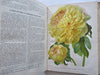 Horticultural Review 1911 Botanical Journal 24 color litho plates flowers fruits
