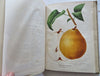 Horticultural Review 1911 Botanical Journal 24 color litho plates flowers fruits
