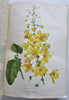 Horticultural Review 1907 Botanical Journal 24 color litho plates flowers fruits