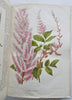 Horticultural Review 1907 Botanical Journal 24 color litho plates flowers fruits