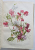 Horticultural Review 1907 Botanical Journal 24 color litho plates flowers fruits