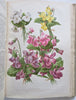 Horticultural Review 1907 Botanical Journal 24 color litho plates flowers fruits