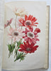 Horticultural Review 1907 Botanical Journal 24 color litho plates flowers fruits
