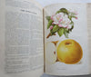 Horticultural Review 1907 Botanical Journal 24 color litho plates flowers fruits