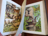 Johnson's Animal Kingdom Zoology 1880 illustrated 64 color plates leather book