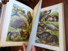 Johnson's Animal Kingdom Zoology 1880 illustrated 64 color plates leather book