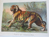 Johnson's Animal Kingdom Zoology 1880 illustrated 64 color plates leather book