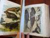 Johnson's Animal Kingdom Zoology 1880 illustrated 64 color plates leather book
