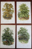 Tree Prints Lot x 15 color chromolithographed c. 1890's Holly Ash Spruce Walnut