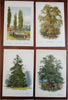 Tree Prints Lot x 15 color chromolithographed c. 1890's Holly Ash Spruce Walnut